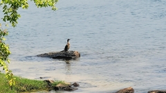 Microcarbo africanus