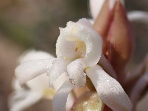 Image of Satyrium candidum by (c) Ren Hoekstra, some rights reserved (CC BY)
