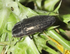 Sphenoptera rauca