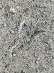 Pantherophis alleghaniensis