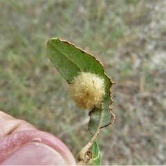 Druon quercuslanigerum