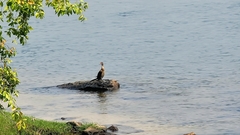 Microcarbo africanus