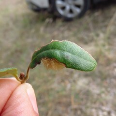 Druon quercuslanigerum