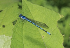 Argia tarascana