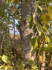 Betula