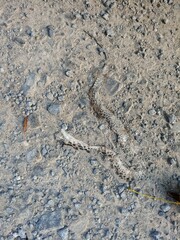 Pantherophis alleghaniensis