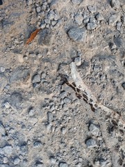 Pantherophis alleghaniensis