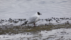 Chroicocephalus serranus