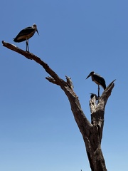 Leptoptilos crumenifer