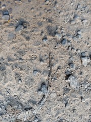 Pantherophis alleghaniensis