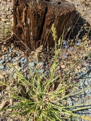 Cenchrus spinifex