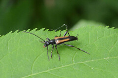 Strangalepta abbreviata