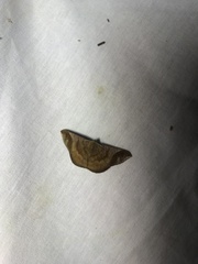 Sphacelodes vulneraria