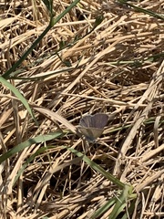 Hemiargus ceraunus