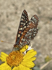Euphydryas chalcedona hennei