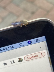 Homalodisca vitripennis