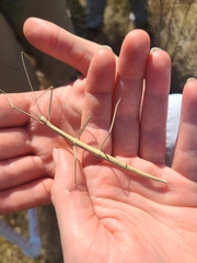 Parabacillus hesperus