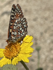 Euphydryas chalcedona hennei