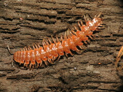 Pseudopolydesmus