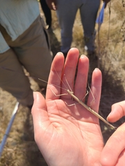 Parabacillus hesperus