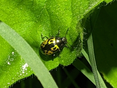 Zygogramma signatipennis