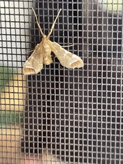 Leucinodes cordalis