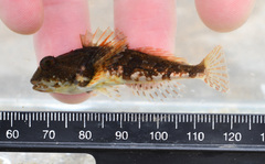 Myoxocephalus aenaeus