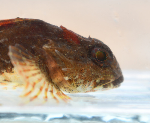 Grubby sculpin (Myoxocephalus aenaeus) — Cottidae — 3