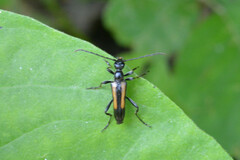 Strangalepta abbreviata