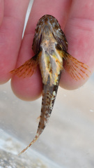 Myoxocephalus aenaeus