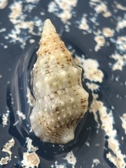Cerithium eburneum