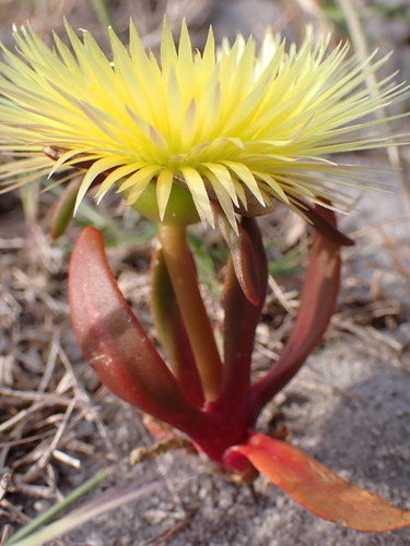 Image of Carpanthea pomeridiana by (c) Ren Hoekstra, some rights reserved (CC BY)