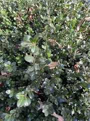 Ilex crenata