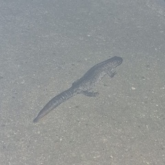 Triturus cristatus