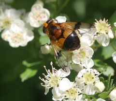 Volucella inflata