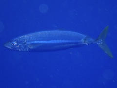 Decapterus macarellus