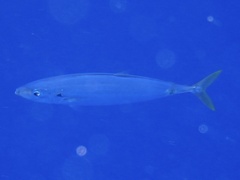 Decapterus macarellus