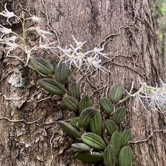 Dendrobium linguiforme