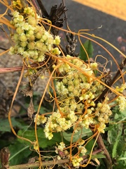 Cuscuta