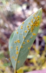 Melampsora epitea
