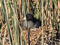 Fulica armillata