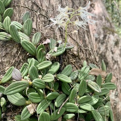 Dendrobium linguiforme