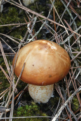 Suillus mediterraneensis