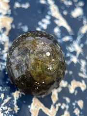Agathistoma fasciatum