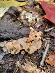Merulius tremellosus