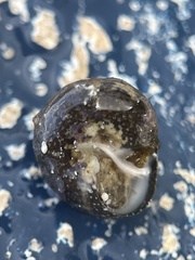 Agathistoma fasciatum