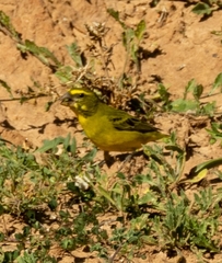 Crithagra sulphurata