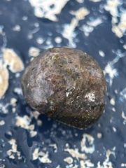 Agathistoma fasciatum