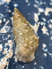 Cerithium eburneum