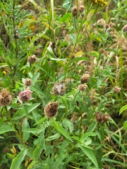 Centaurea phrygia pseudophrygia